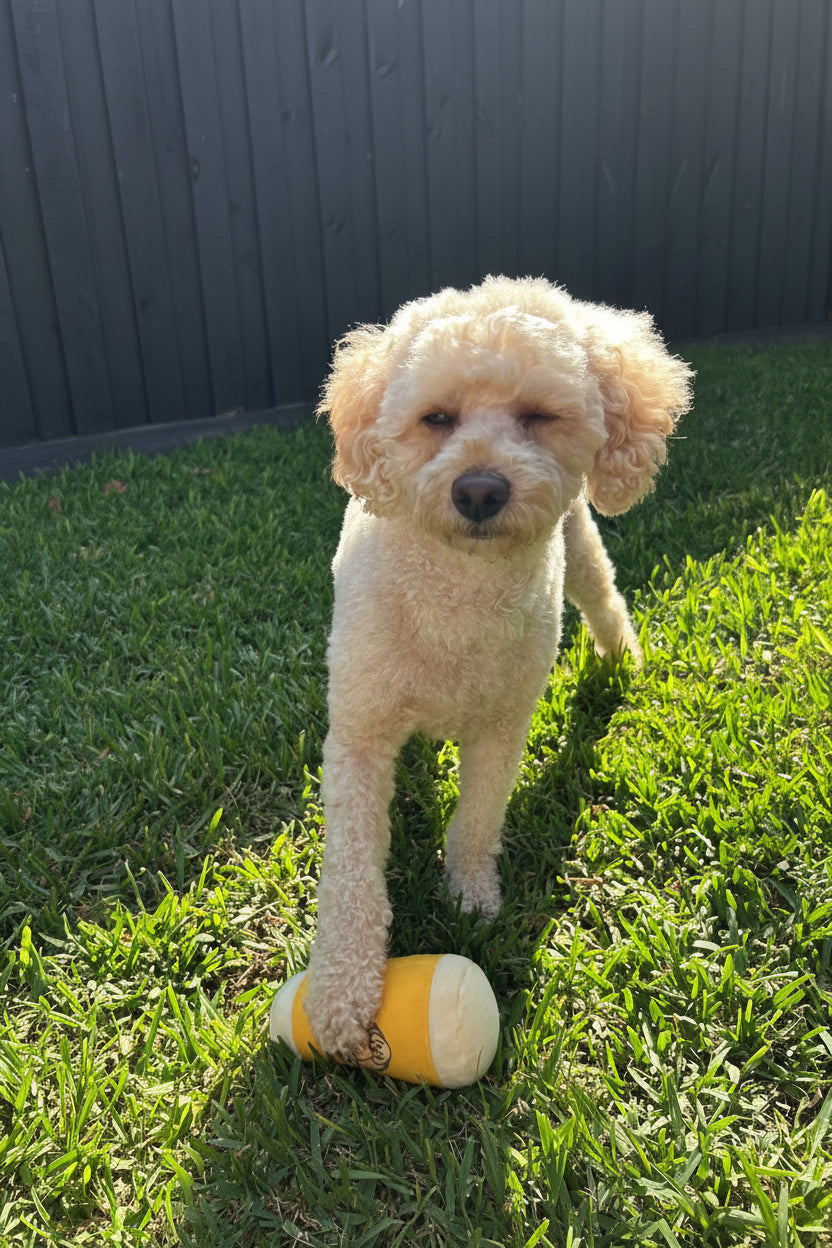 Plush Pot of Beer Squeaky Dog Toy